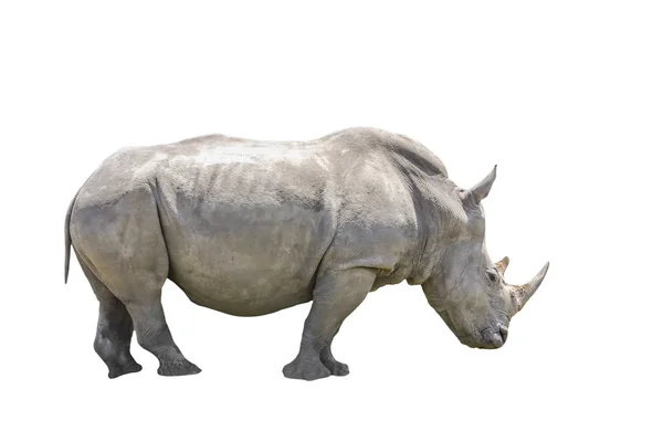 The Black Rhino — Stock Photo, Image