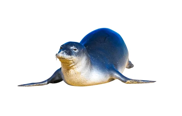 Foca monje — Foto de Stock