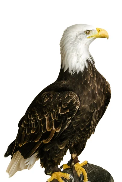 Bald Eagle — Stock Photo, Image