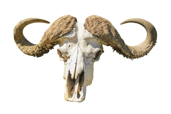 バッファロー頭蓋骨 ロイヤリティフリーのストック画像