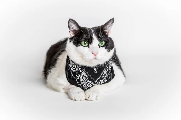 แมวกับ bandana — ภาพถ่ายสต็อก