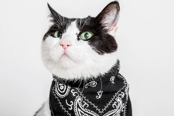 รูปภาพแมว — ภาพถ่ายสต็อก