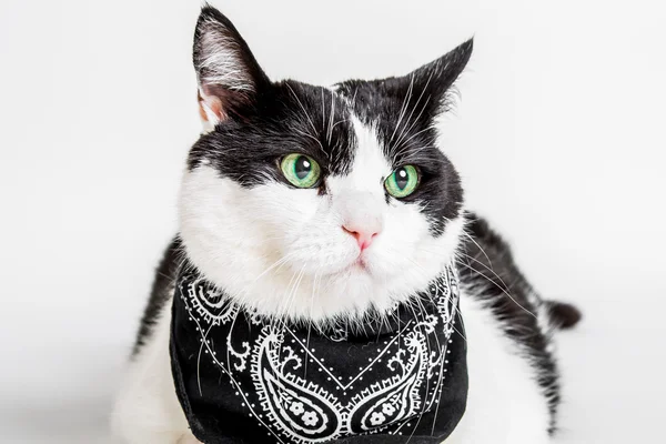 แมว สีดําและสีขาว — ภาพถ่ายสต็อก