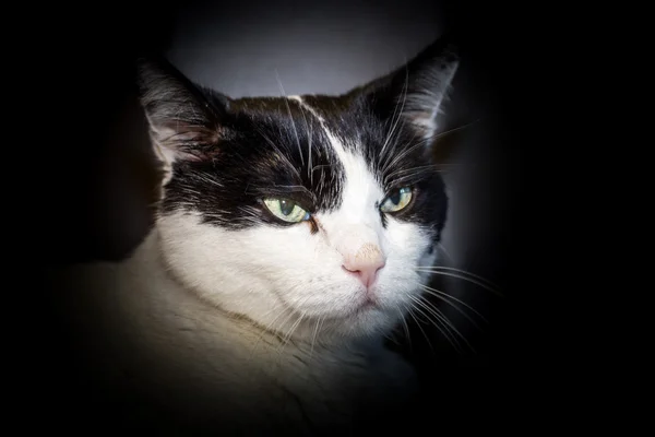 รูปภาพแมว — ภาพถ่ายสต็อก