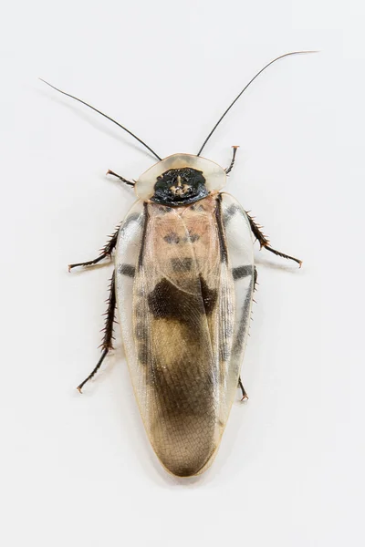 Dead cockroach — Stock Photo, Image