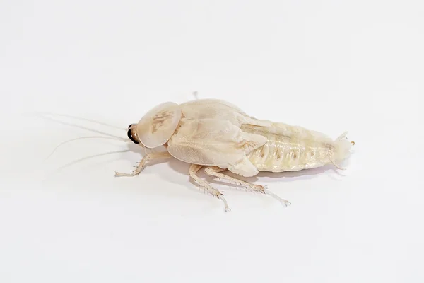 Cabeza de muerte cucaracha — Foto de Stock