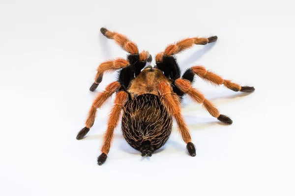 Meksykańskie Tarantula — Zdjęcie stockowe