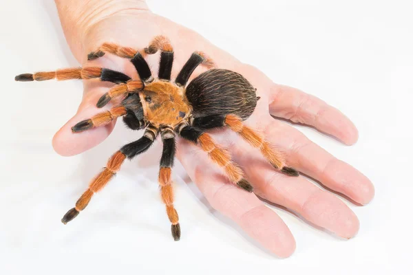 Tarántula en mano — Foto de Stock