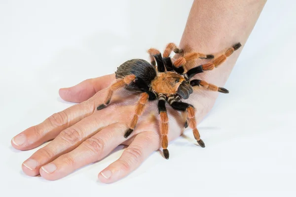Tarantula na rękę — Zdjęcie stockowe
