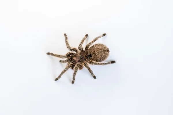 Spinnen van tarantula — Stockfoto