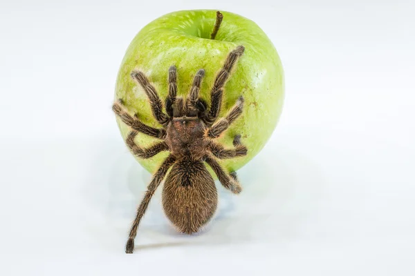 Tarantula on apple — Stock Photo, Image