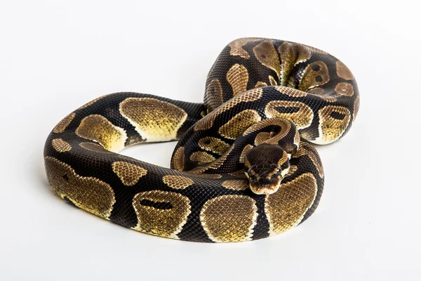 Královská python — Stock fotografie