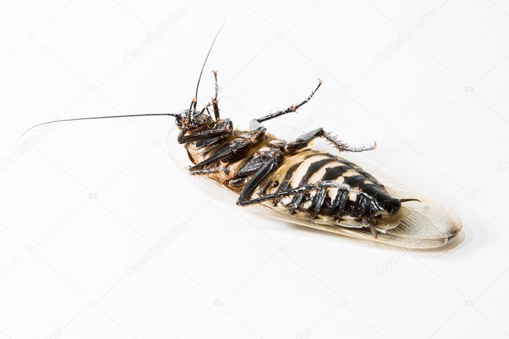 Dead cockroaches