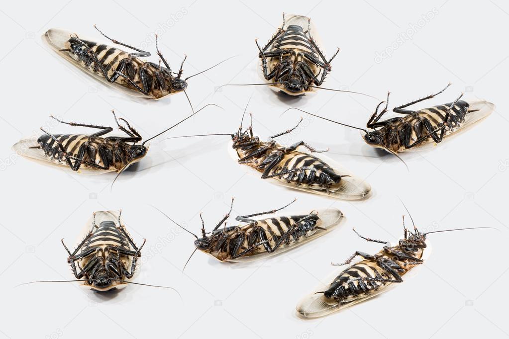 Group of dead beetles