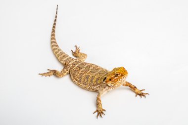 Pogona Vitticept 