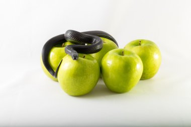 Snake and apples clipart