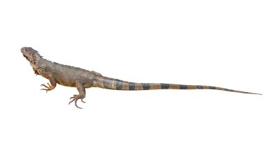 kahverengi iguana