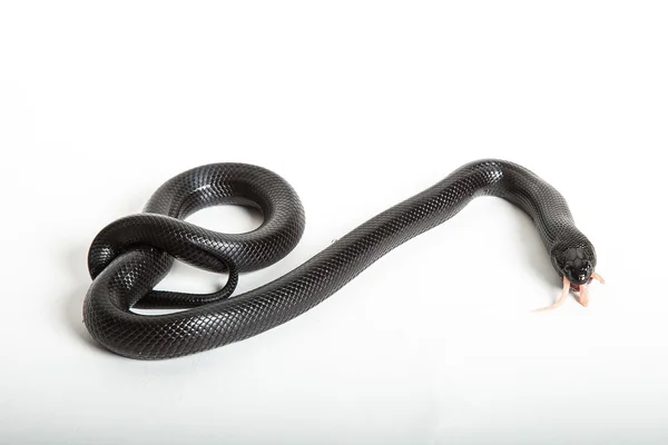 黑色王蛇 — 图库照片