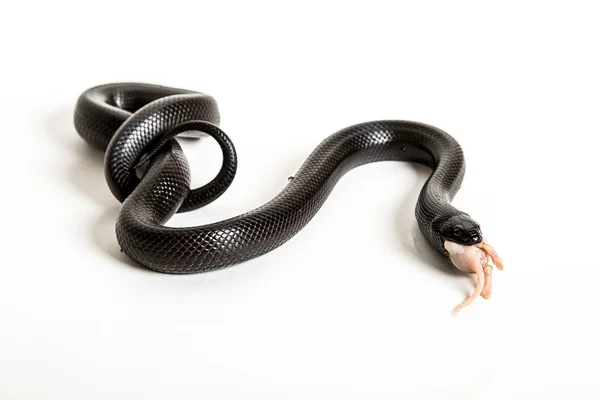 Serpiente real comiendo —  Fotos de Stock