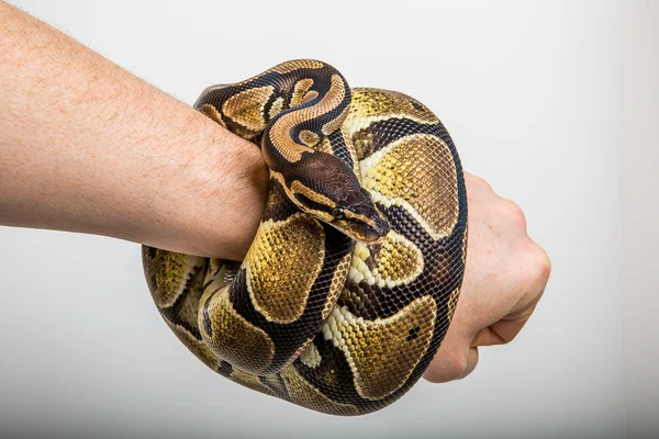 Královská python — Stock fotografie