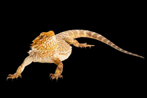 Australian Lizard — Stock Photo, Image