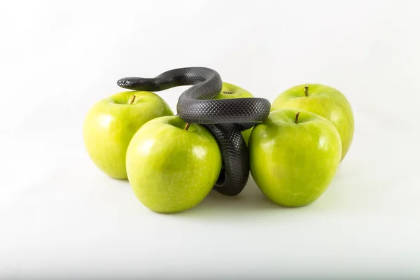 Serpiente y manzanas —  Fotos de Stock