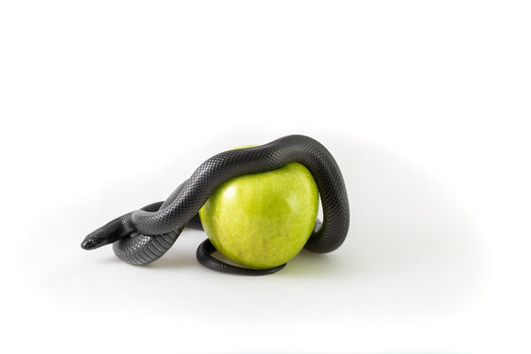 Первородный грех
