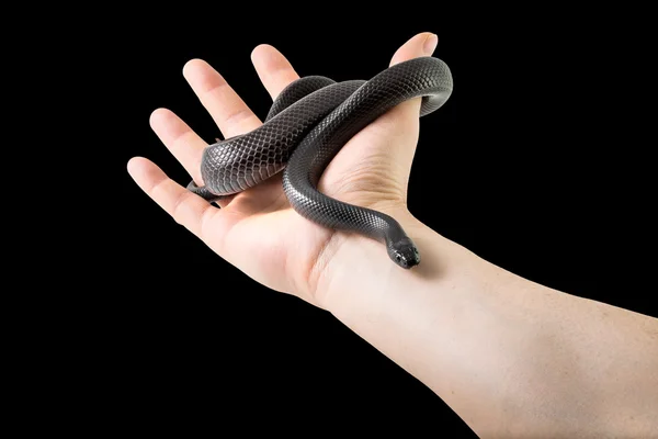 Snake in hand — Stock Photo, Image