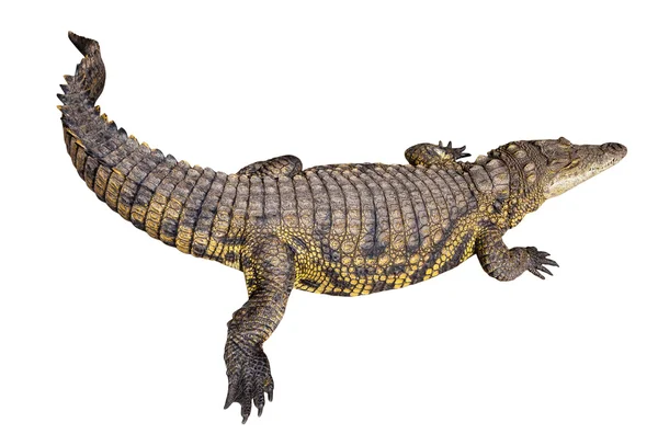 Nile crocodile — Stock Photo, Image