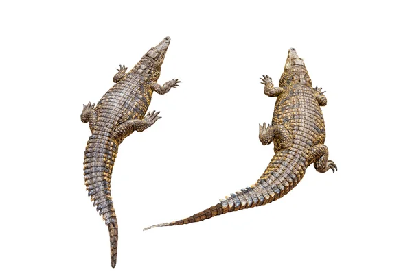 Nile crocodiles — Stock Photo, Image