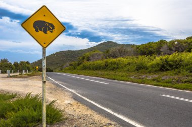 Geçiş wombat