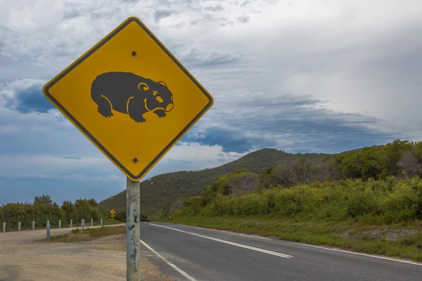 Wombat átkelés — Stock Fotó
