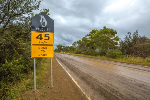 Australian pinguins crossing — Stock Photo, Image