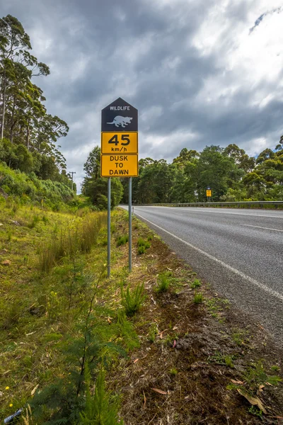 Tasmanian Devil crossing — Stock Photo, Image