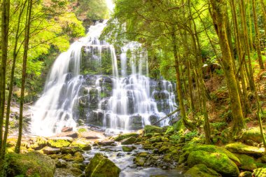 Nelson Falls Tazmanya
