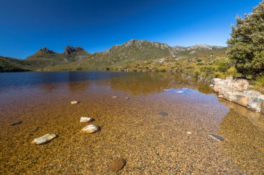 Göl güvercin Tazmanya