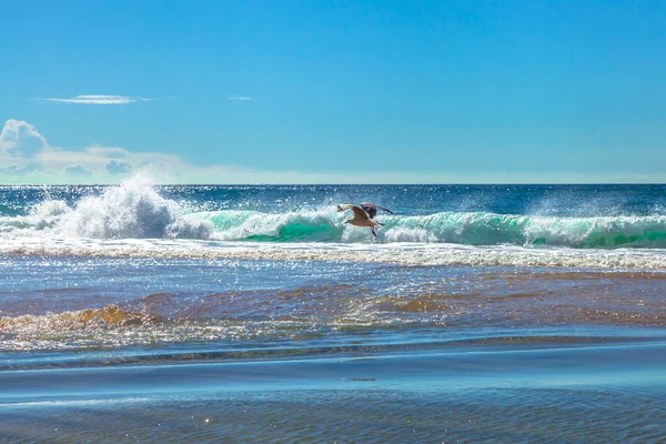 Gaivotas voadoras — Fotografia de Stock