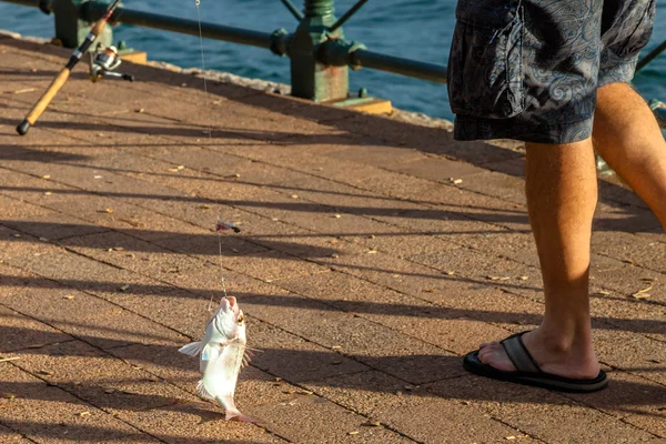 Gancho de pescado — Foto de Stock