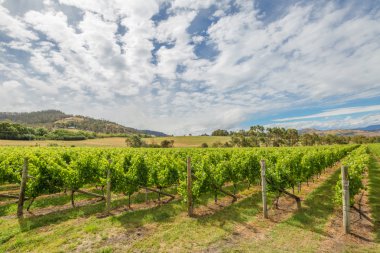 Vineyard peyzaj