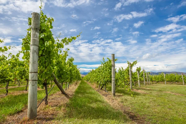 Viñedos de Tasmania — Foto de Stock