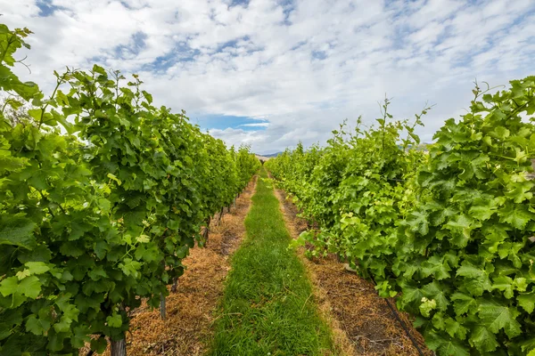 Rangées de vignobles — Photo