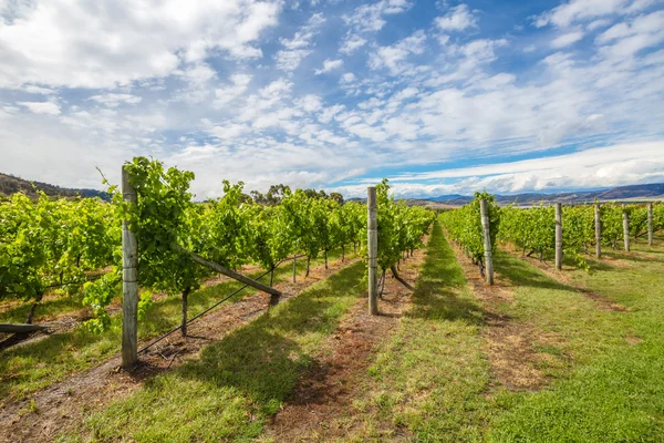 Vinhas australianas — Fotografia de Stock