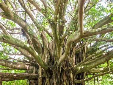 yağmur ormanı ağaç