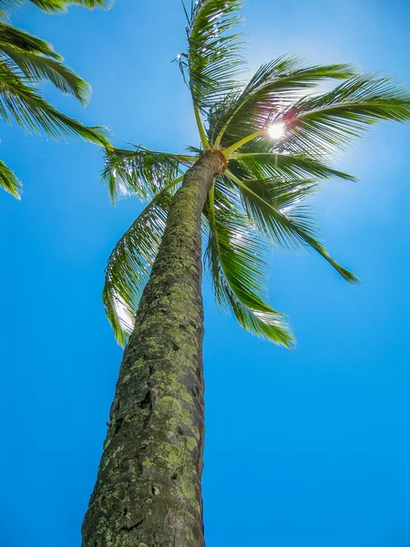 Palma tropical — Fotografia de Stock