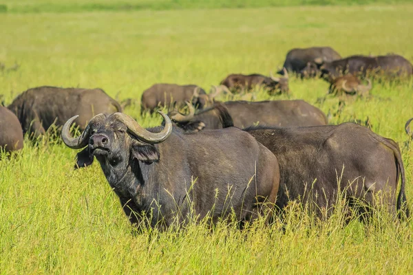 African buffalo — Stock Photo, Image