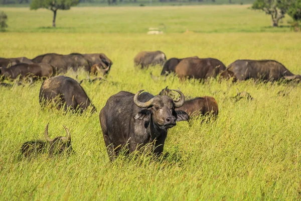 African buffalo — Stock Photo, Image