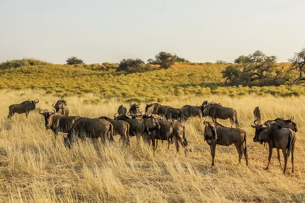 Wildebeests — Stock Photo, Image