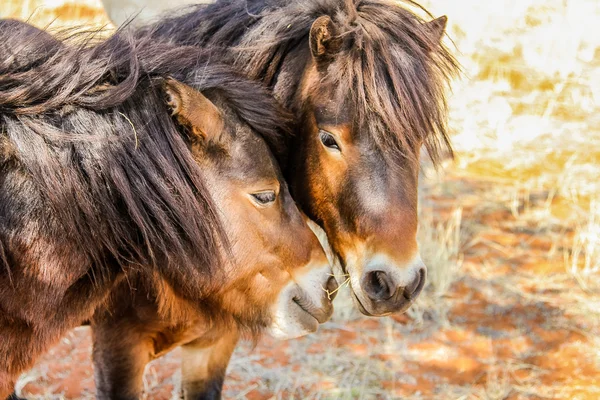 Twee pony 's — Stockfoto