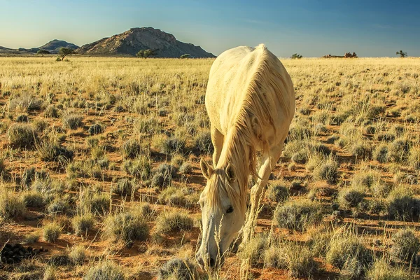 Wild wit paard — Stockfoto