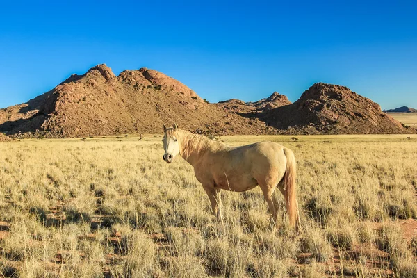 Caballo blanco — Foto de Stock